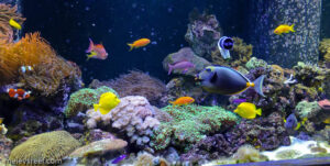 marine-fish-tanks