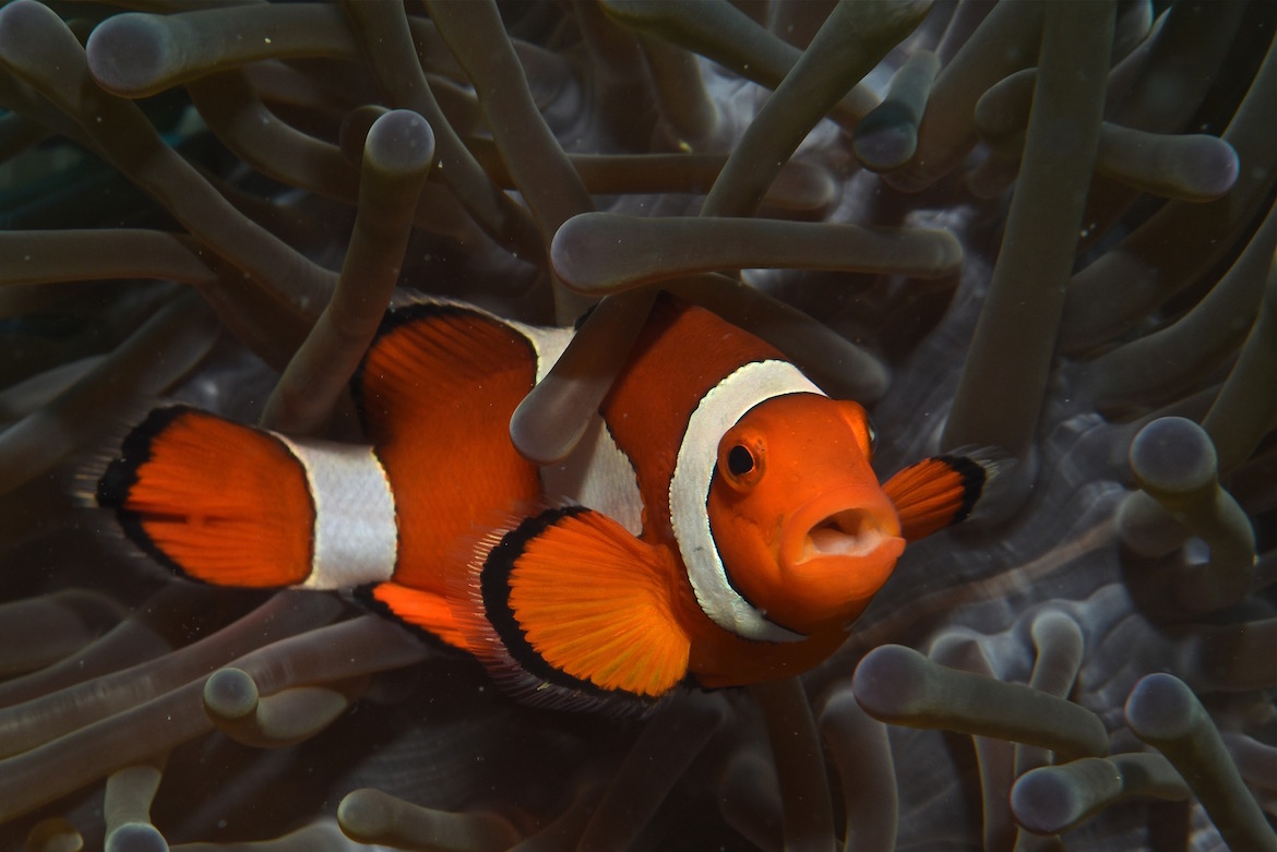 clown-fish