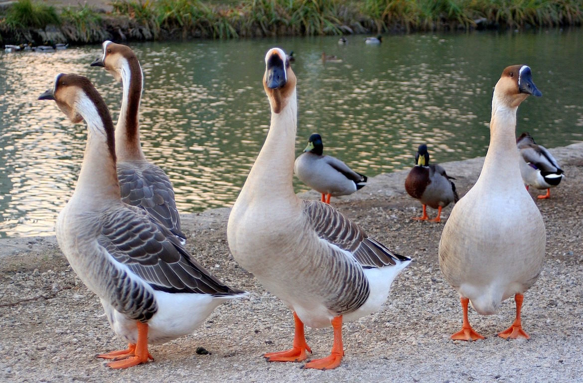 a-gaggle-of-geese