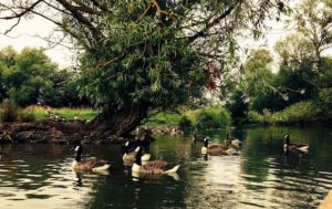 ducks-on-the-river