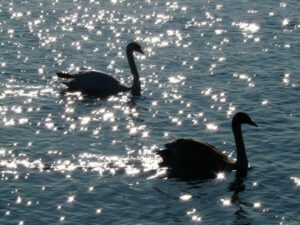 black-swans