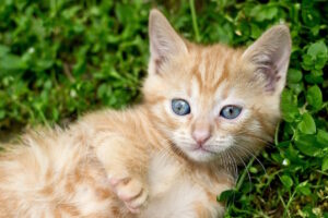 ginger-kitten