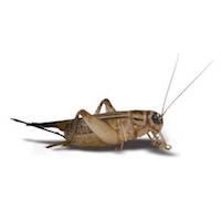 cricket