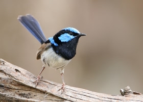 fairy-wren-or-blue-wren