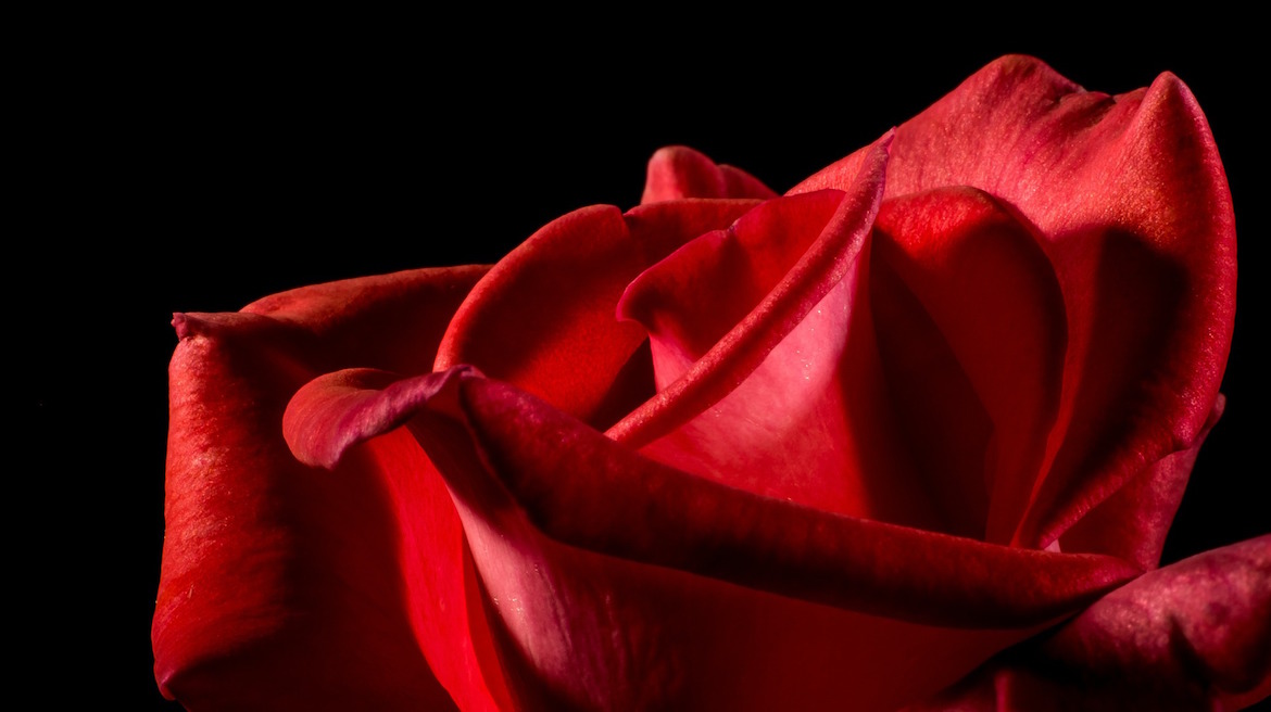 gorgeous-red-rose