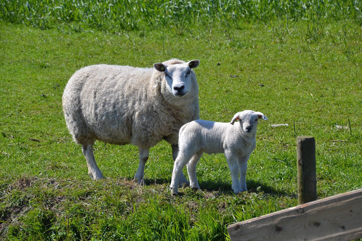 mother-and-lamb