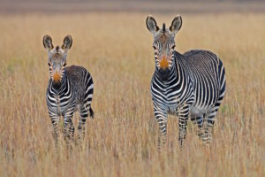 zebra-mother-and-baby
