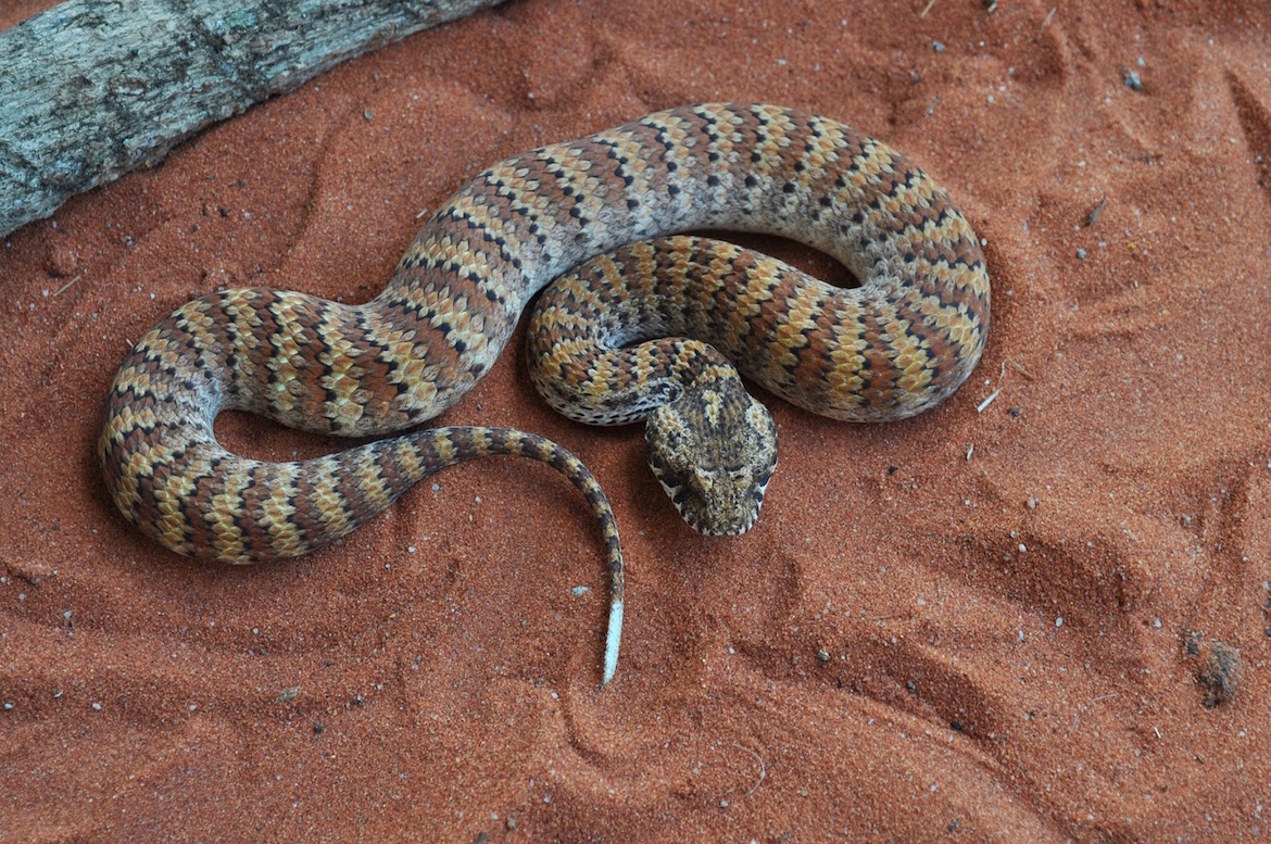 common-death-adder