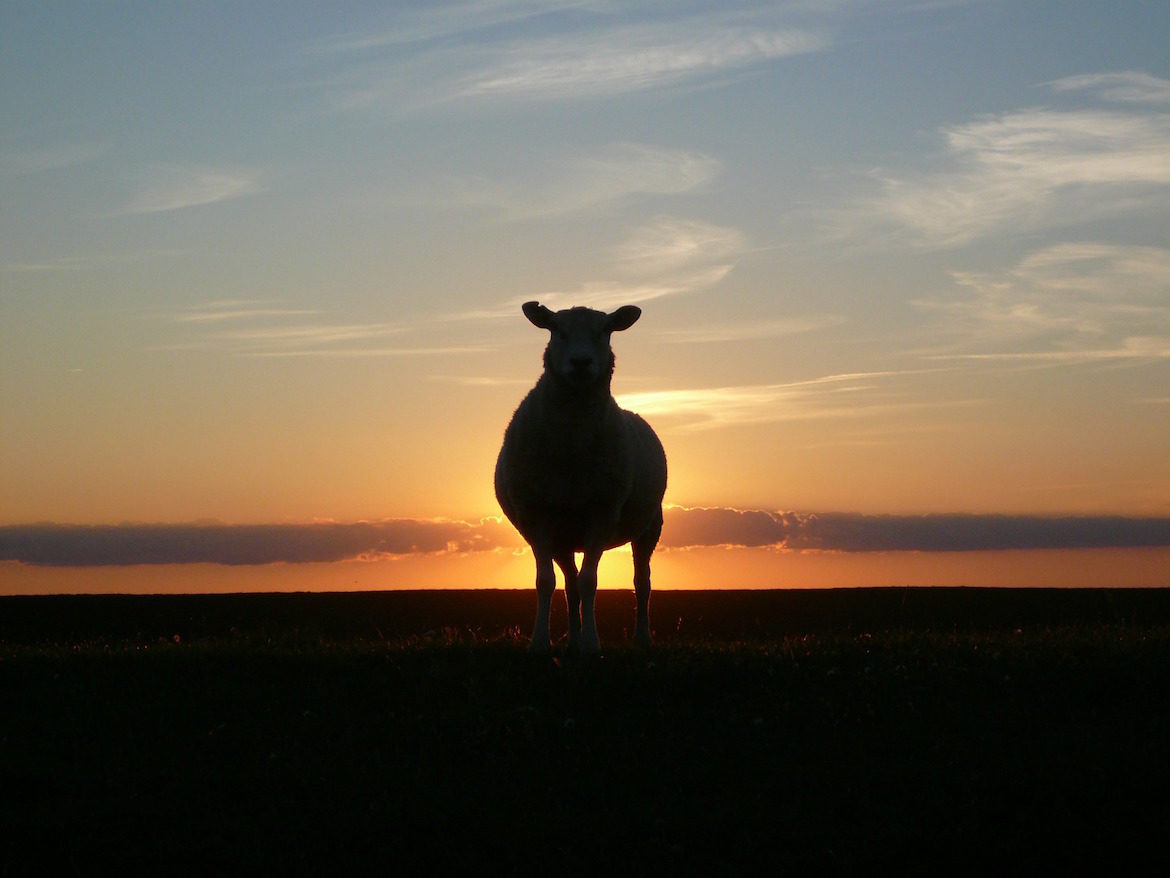 sunset-goat