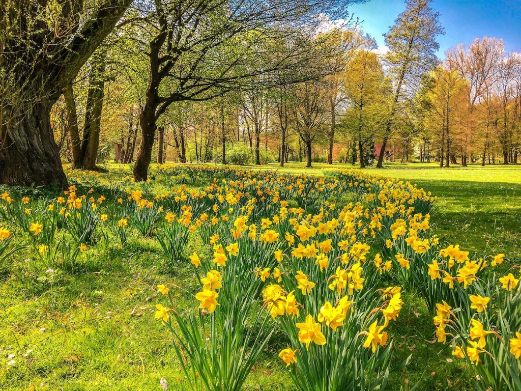 daffodils-in-a-field