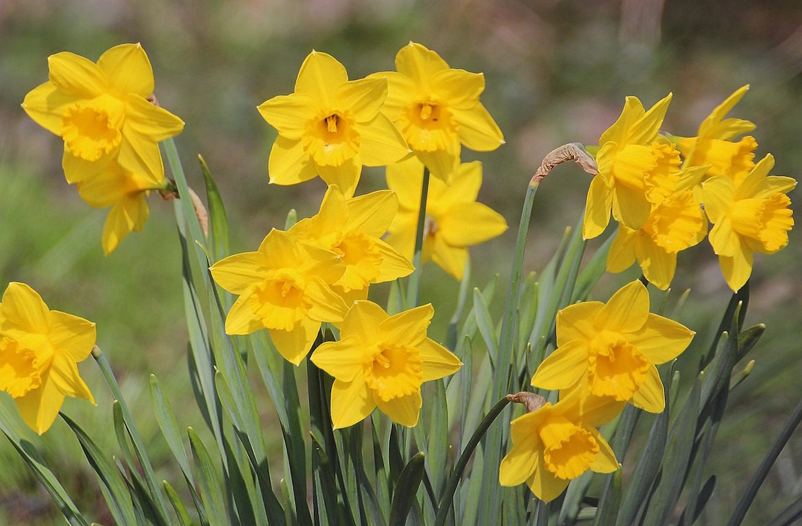 narcissus-daffodils