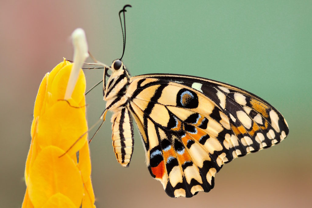 butterfly-beauty