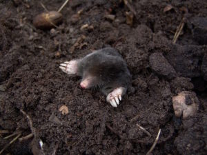 mole-dirt-digging