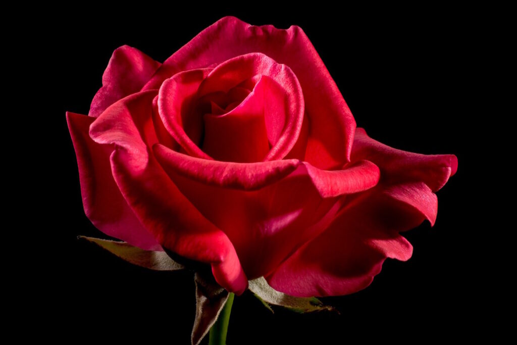red-rose-spiral-pattern