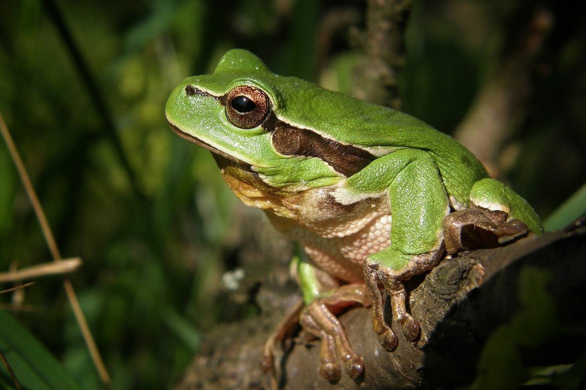 Gree ntrree frog