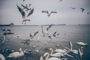 white-birds-air-and-water