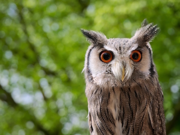 wise-owl