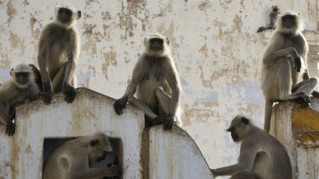 a-group-of-monkeys