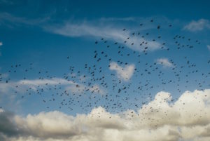 flock-of-crows-clouds