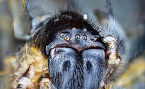 scary-ilooking-spider