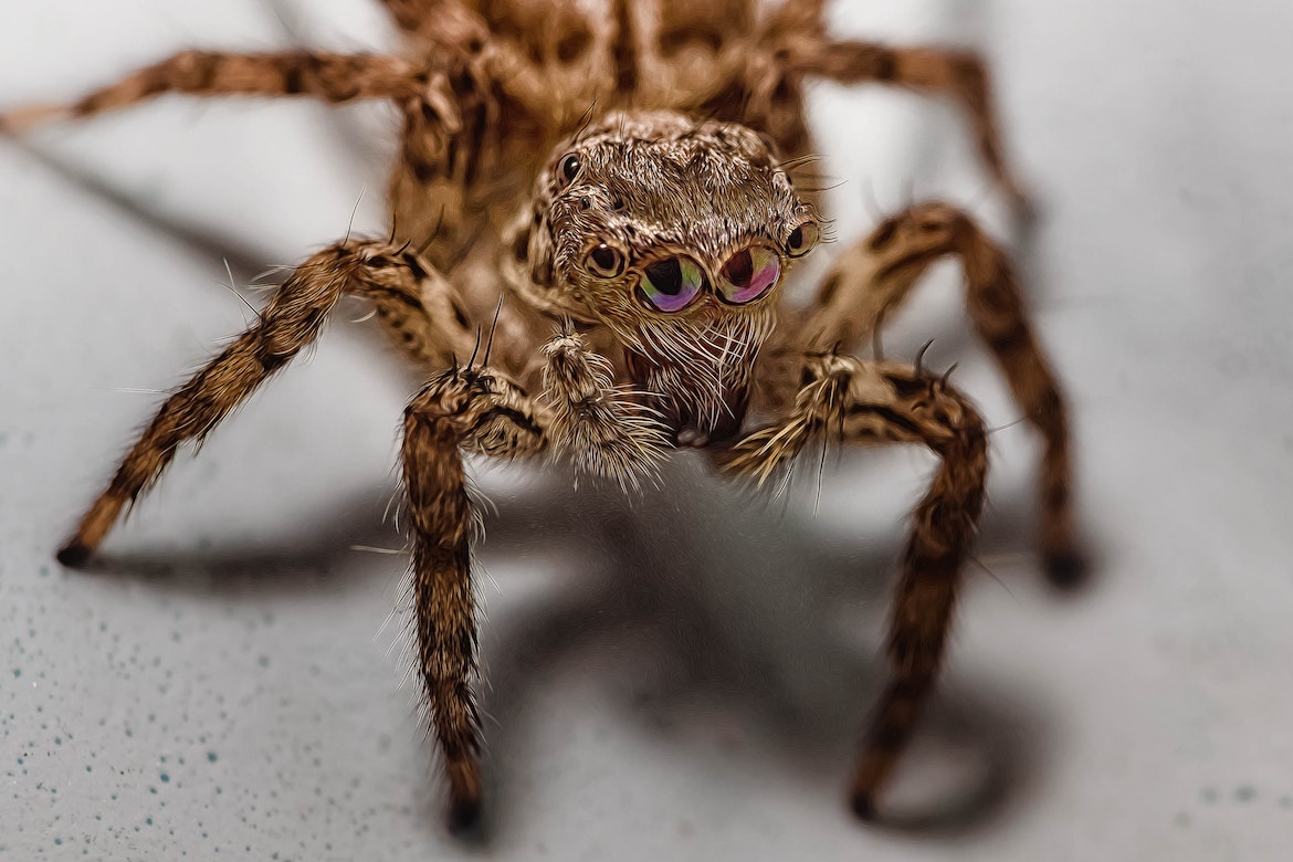 Close-up-of-spider