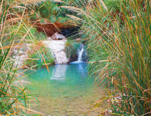 Visiting Ein Gedi
