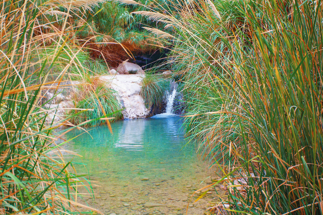 waterfall in Ein Gedii oasis in the Judaean Desert