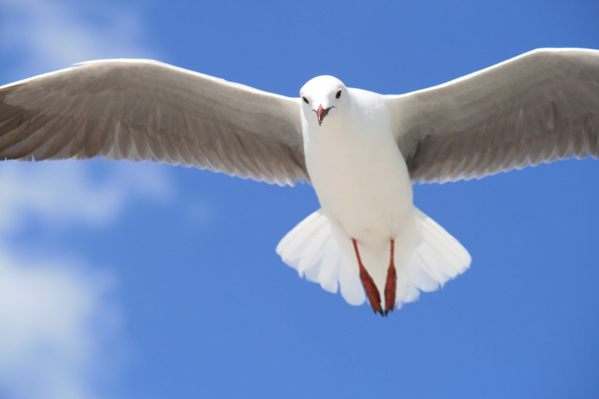 white-bird-in-flight