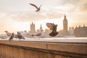 birds-london-parliament