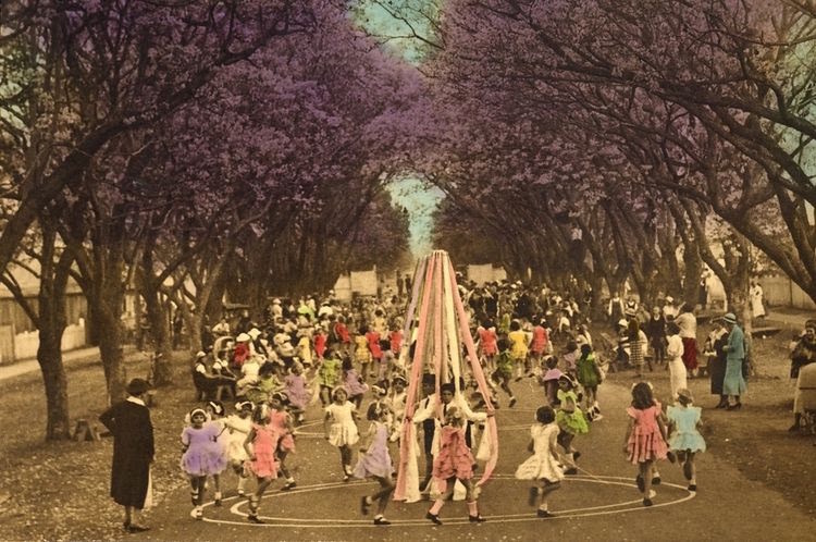 early-jacaranda-festival-maypole
