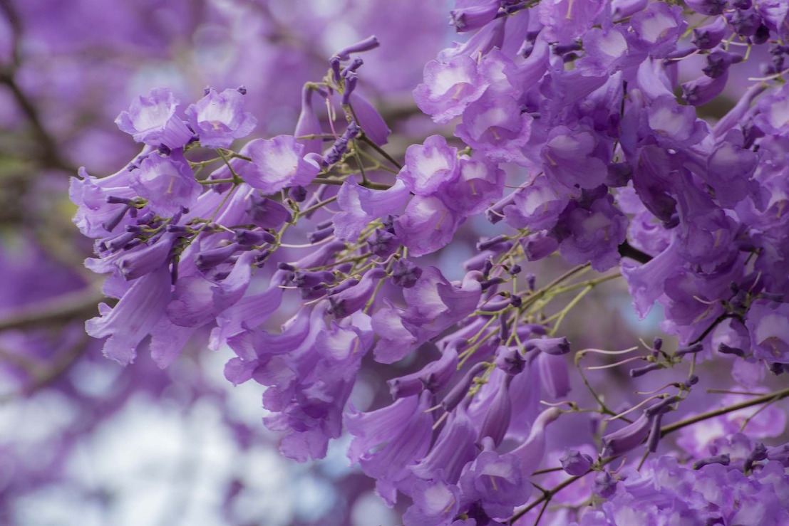 jacaranda-blossoms
