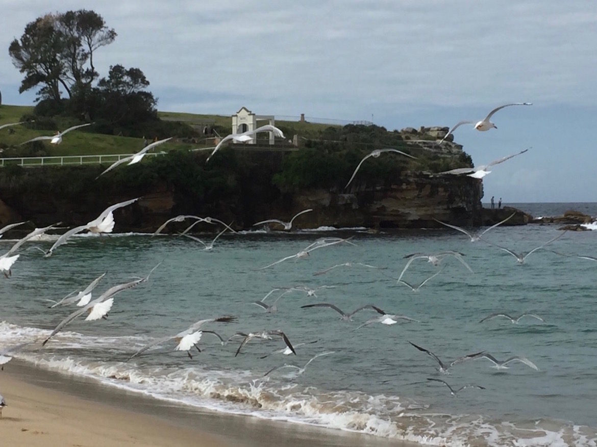 seagulls-flying-over-water.
