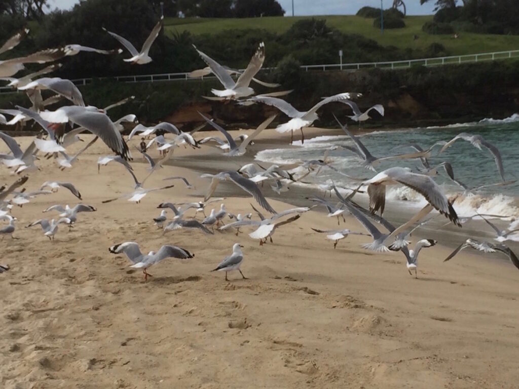 seagulls-in-flight