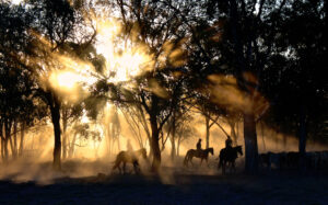 aussie-bush-scene