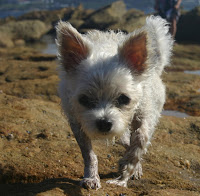 ecause our dog chose us, this theory does not hold up in our case. 