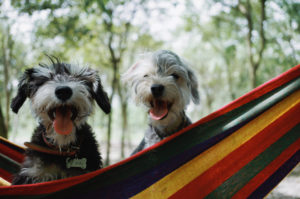 two-dogs-on-hammock