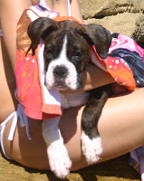 woman-dog-lap