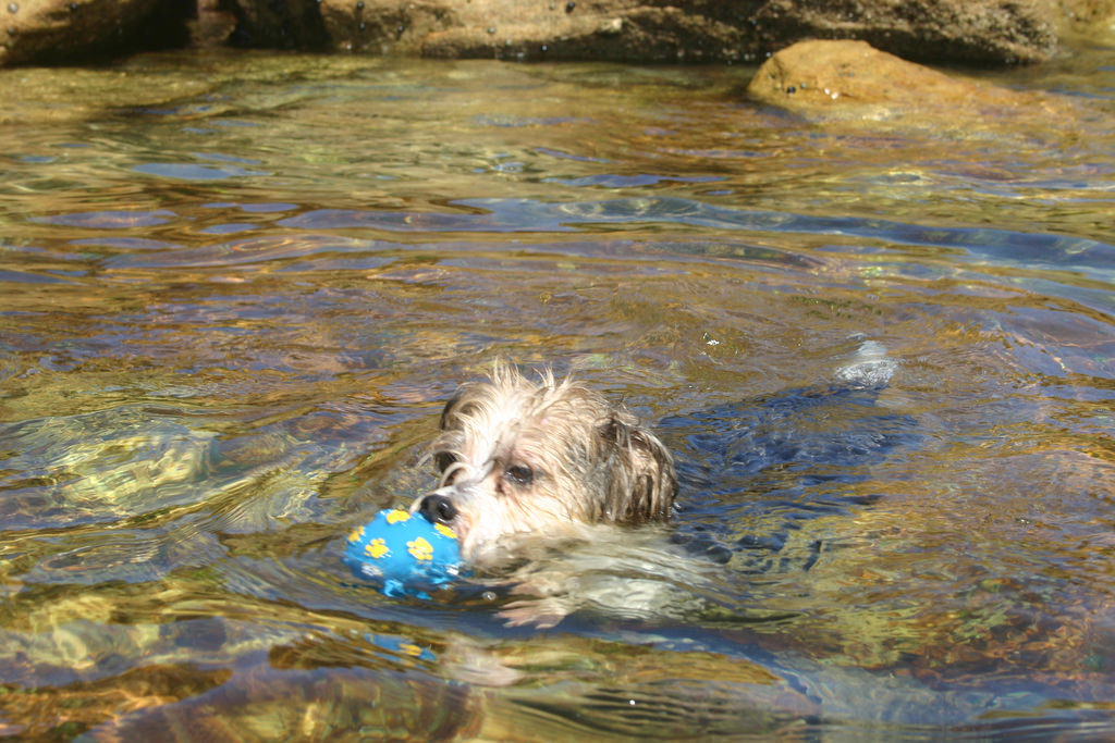 zac-blue-ball