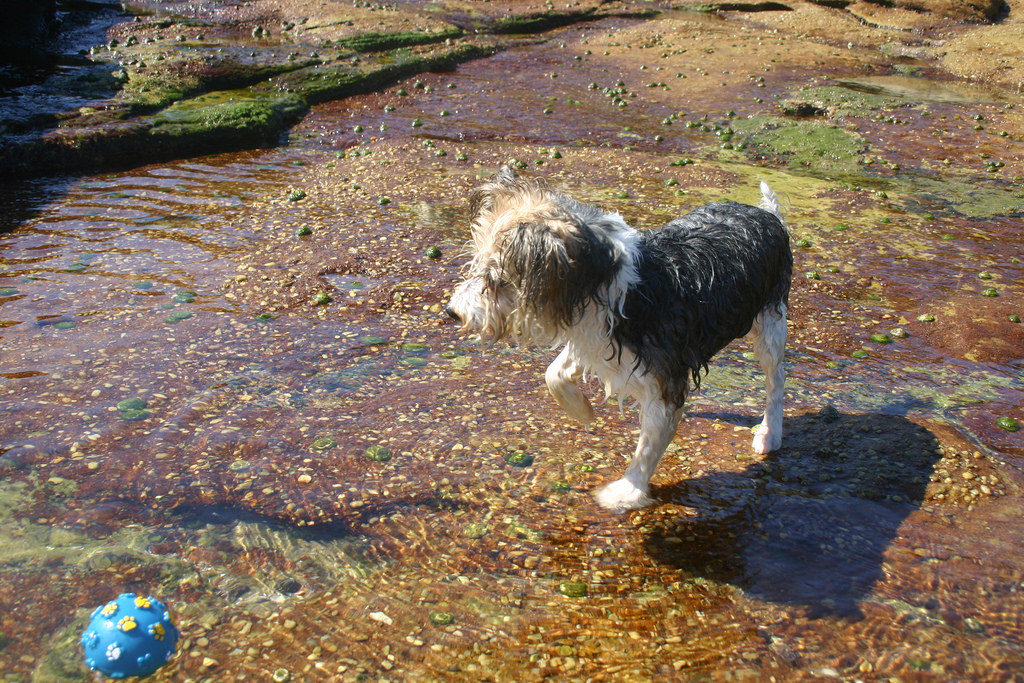 zac-wet-doggy-pools
