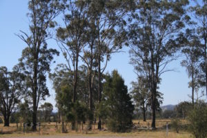 kangaroos-and-gum-trees