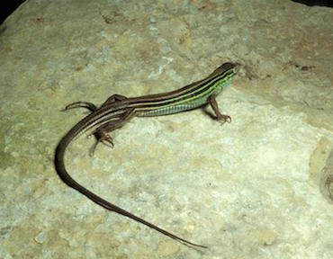 green-lizard