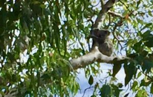 Healthy Koalas