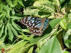 blue-tiger-butterfly