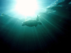turtle-in-deep-water