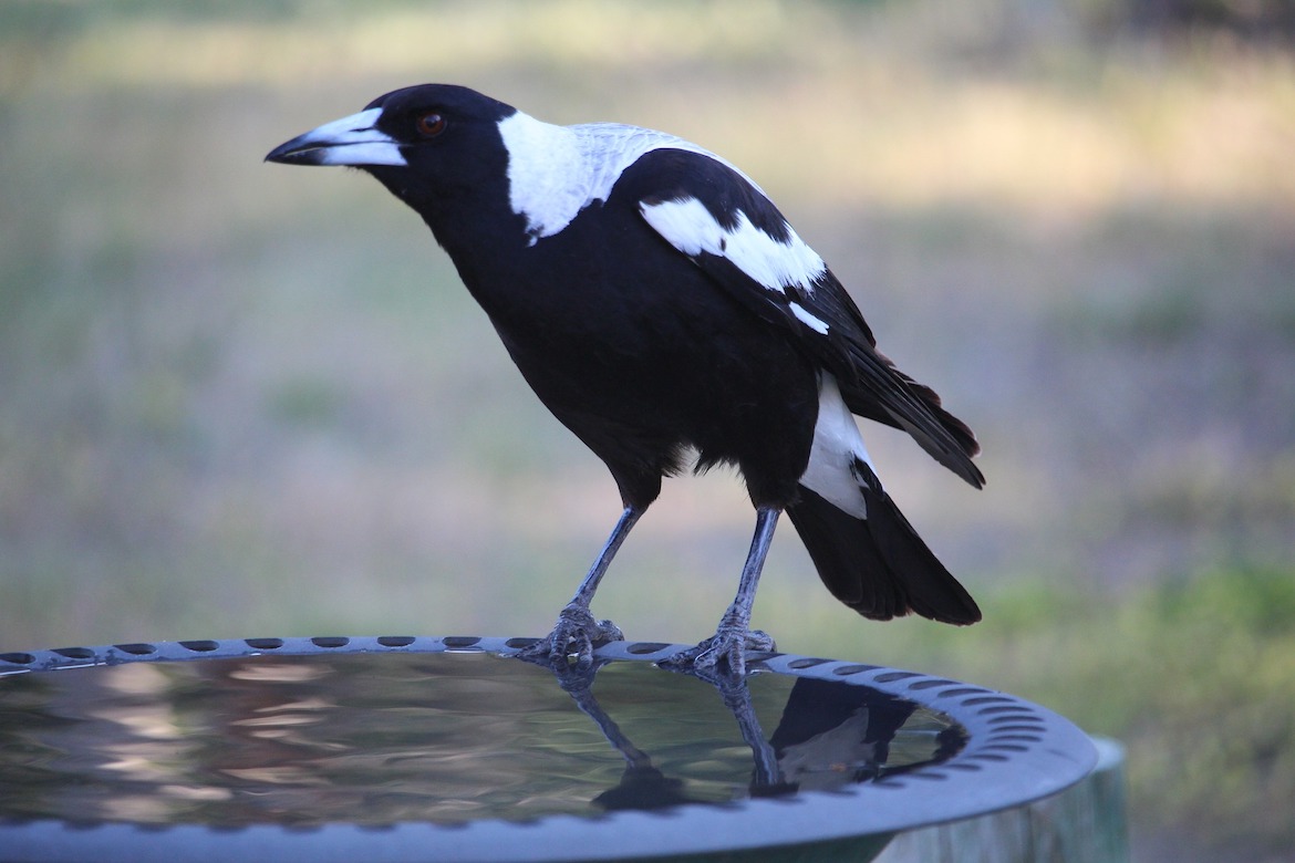 australian-magpie