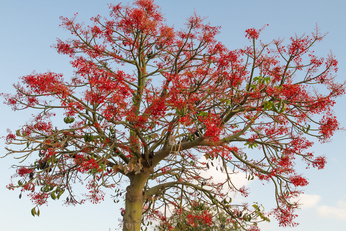 Illawarra-flame-tree