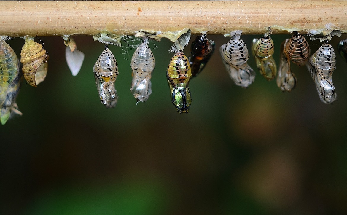 Butterfly larvae