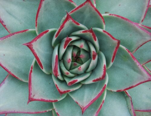 The Golden Ratio and How it Works in Nature
