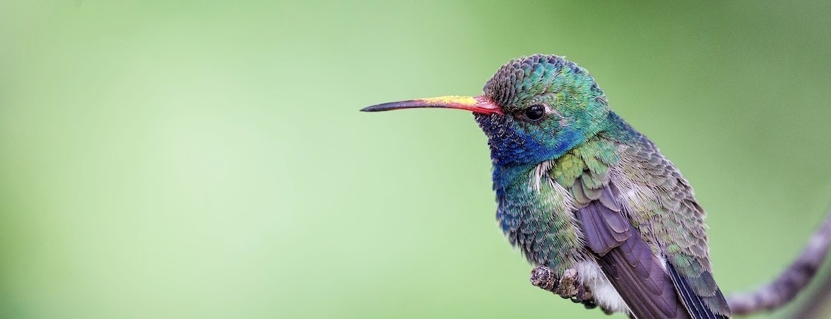 photo of a hummingbird