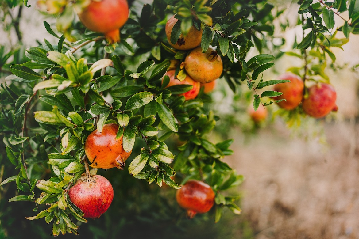 fruit tree with pomegranates